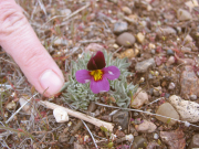 beckwith's violet (Viola beckwithii)
